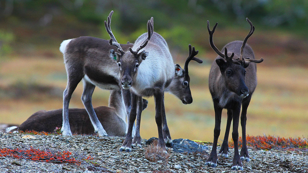 Bilde av tre reinsdyr.
